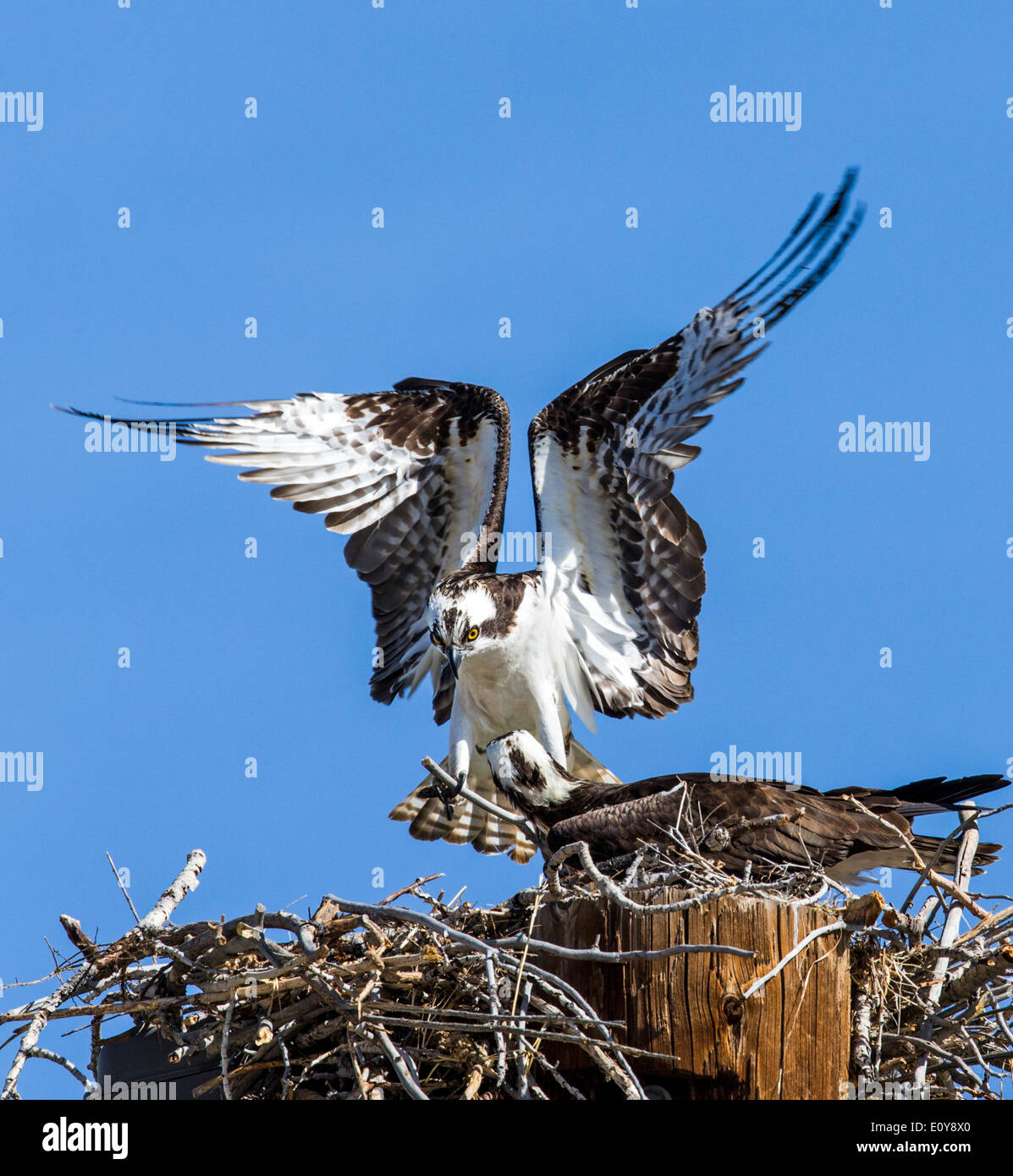 Osprey on nest, Pandion haliaetus, sea hawk, fish eagle, river hawk, fish hawk, raptor, Chaffee County, Colorado, USA Stock Photo
