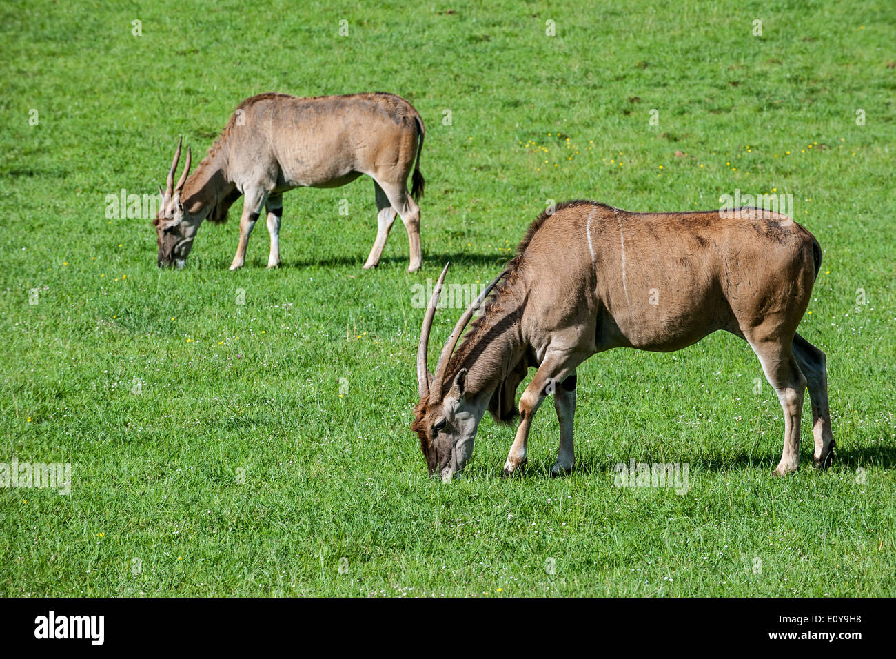 Two Common elands / southern eland / eland antelope (Taurotragus oryx) grazing in grassland Stock Photo