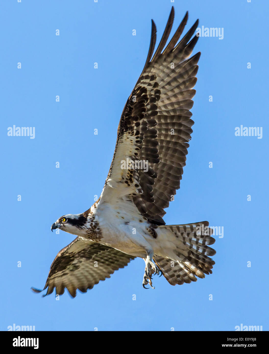 Osprey in flight, Pandion haliaetus, sea hawk, fish eagle, river hawk, fish hawk, raptor, Chaffee County, Colorado, USA Stock Photo