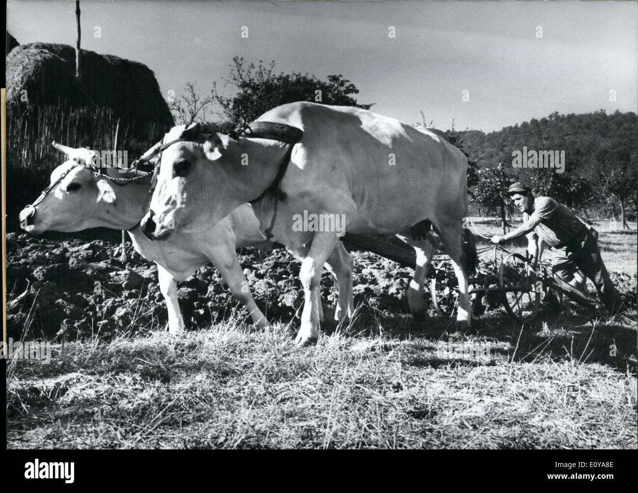 Sep. 09, 1969 - The life of a farmer is a tedious and hard one... One doesn't see a picture like this very often anymore since modern machines have taken over the world that field animals used to do. Yet, there are places where the technology hasn't arrived. This picture Stock Photo