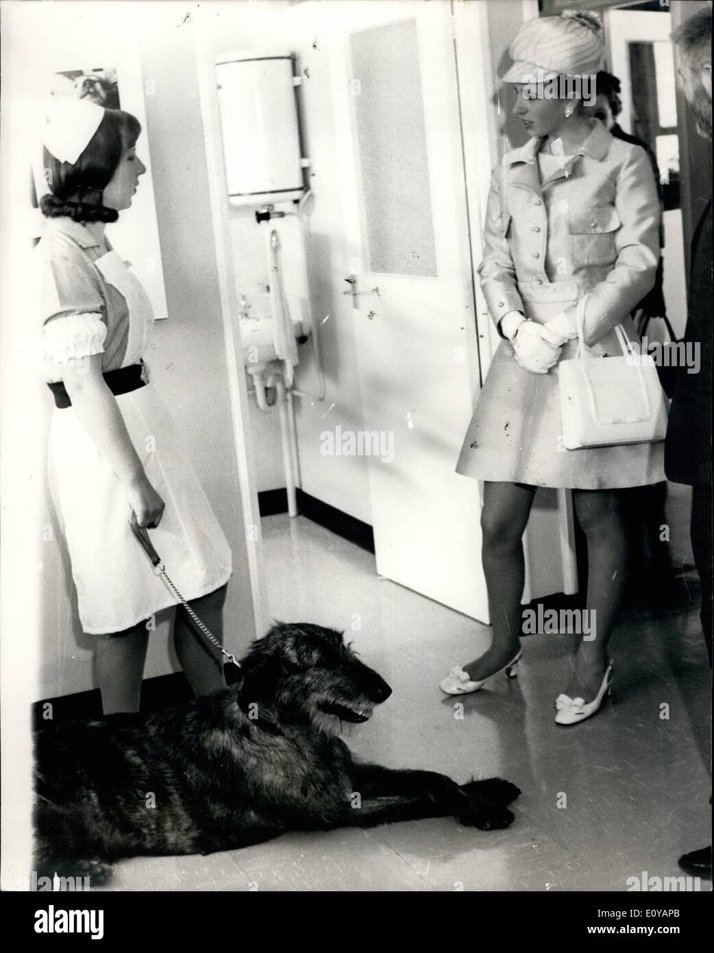 Jul. 07, 1969 - Princess Anne opens small animal centre. M.R.M Princess Anne today opened the new Small Animal Centre, run by the animal health trust at Lanwades park, Kennett, near Newmarket. Photo shows:- Princess Anne meets''Honey'' - the Irish wolfhound who is a resident blood donor at the centre. Honey's handler is Miss Marian Warne. Stock Photo