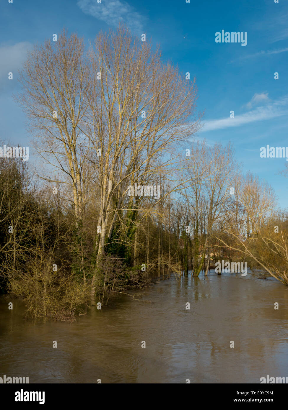 europe, UK, England, Surrey, Cobham floods rural tree 2014 Stock Photo