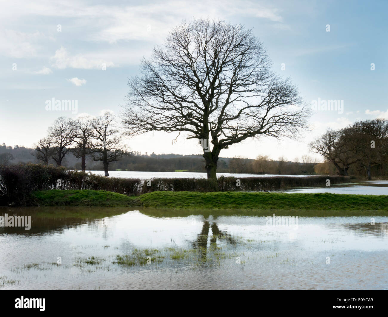 europe, UK, England, Surrey, Cobham floods rural tree 2014 Stock Photo