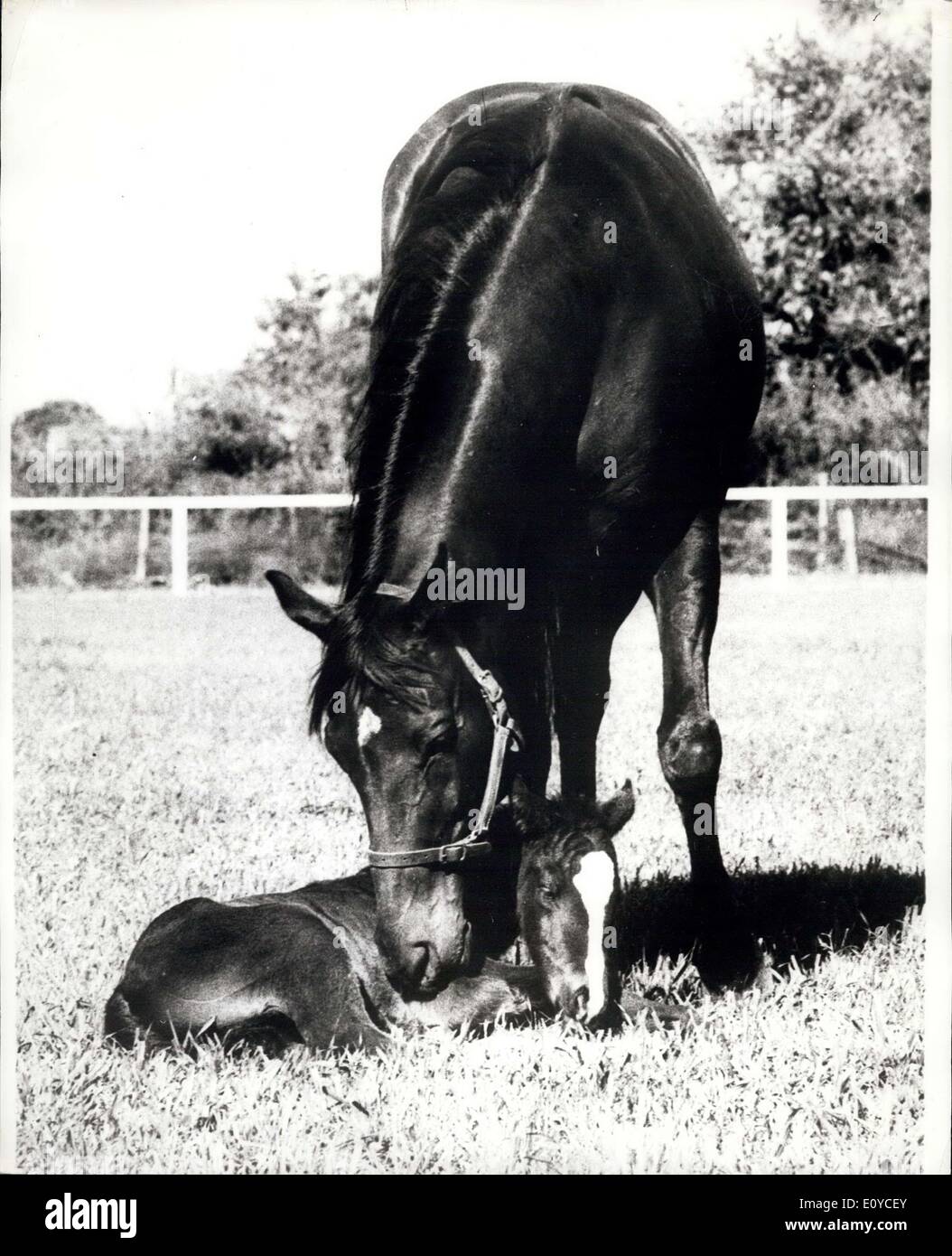 Aug. 13, 1969 - Birthday's A Winner: A filly born recently in Australia has already won her firs race, She won the Birthday stakes, The filly was born at Roseneath stud, Cobbie, the day after the official birthday for racehorses in Australia. So when she starts racing she will have an age advantage on some other foals born late in the racing year. If she had born 24 hours old when she was still trying out her spindly legs. Her mother is Fairy Crescent and her father the imported sir Sovrango. The horses are owned by Mr. and Mrs. Bob Watson, the proprietors of Research Stud Stock Photo