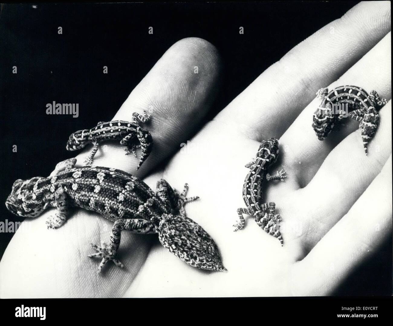 Nov. 11, 1969 - A handful of reptile; Small reptile, specially lizards very often are hold in private for some breading as a hobby. One of the most attractive sort of those easily home bred lizards is the African Goko which excels with his colours and extreme vivacity. How small they are shows our pictures of a just born breed. Stock Photo