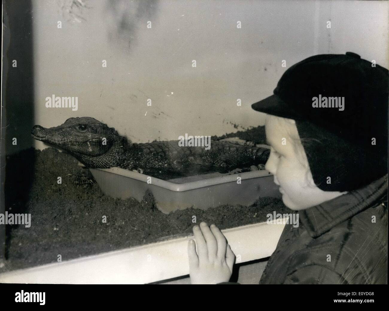 Dec. 12, 1969 - LE PREMIER FESTIVAL DE LAN IMAL INSOLITE, ELEVE A DOMICILE, A OUVERT SOS FORTES - ON NA JAMAIS DENOMBRE LES ANIMAUX .''INSOLITES'' DE TOSS FOILS ET ESPECES QUI, DEPUIS LE FLAIREAU JUSQU'AU CROCODILE, EN PASSANT PAR UN NÃ¢â‚¬ËœCACHTE ET UNE CHOUETTE, SE TROUVENT A PARIS, GARDES PAR DES PARTICULIERS AMATEURS DE LA FAURE, LA PREMIERE EXPOSITION OF PLUSIEURS DE CEO ANIMAUX SORT PERMUTES PAR LEURS PROPR/ETA/RES A OUVERT DES FORTES, RUE JEAN PIERRE THIMBAUD, N.P.M. UN CROCOSILE A FRONT LARGE AGE DR SIX ANS Stock Photo