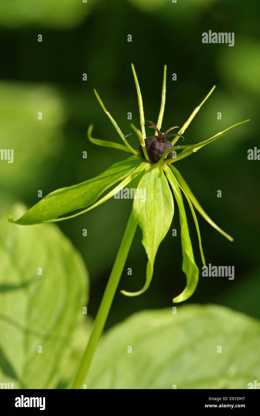 Herb Paris -  Paris quadrifolia Stock Photo