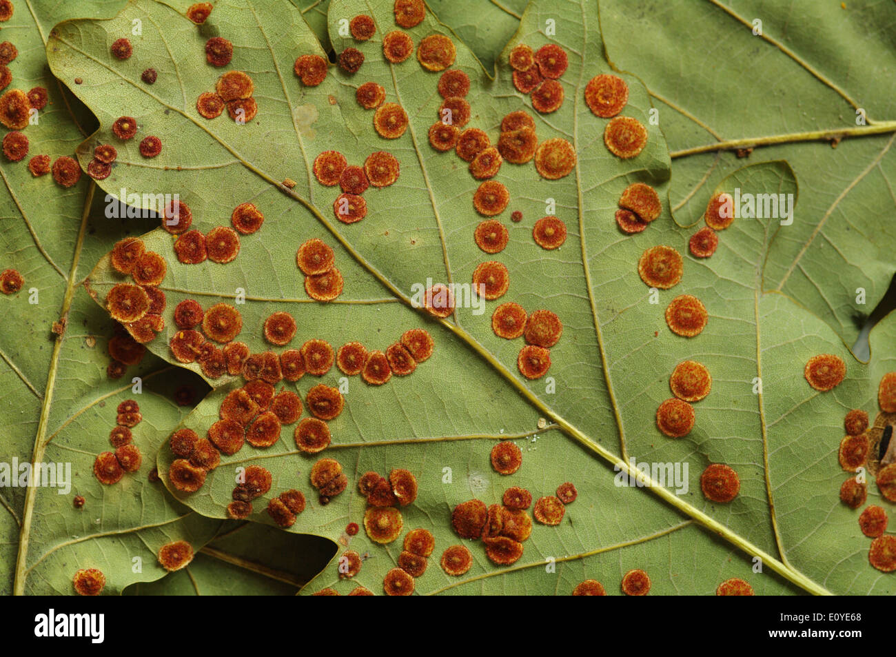 Spangle galls -  Neuroterus quercusbaccarum Stock Photo