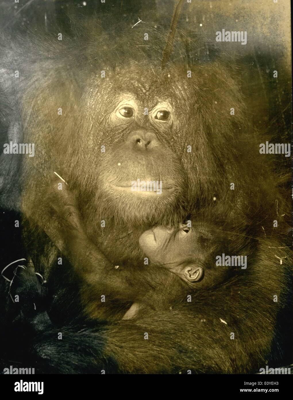 Jan. 01, 1970 - Newly-born Orang-Utan at Dudley Zoo: A Orang-Utan baby born at Dudley Zoo, near Birmingham, on December 9th, is Stock Photo