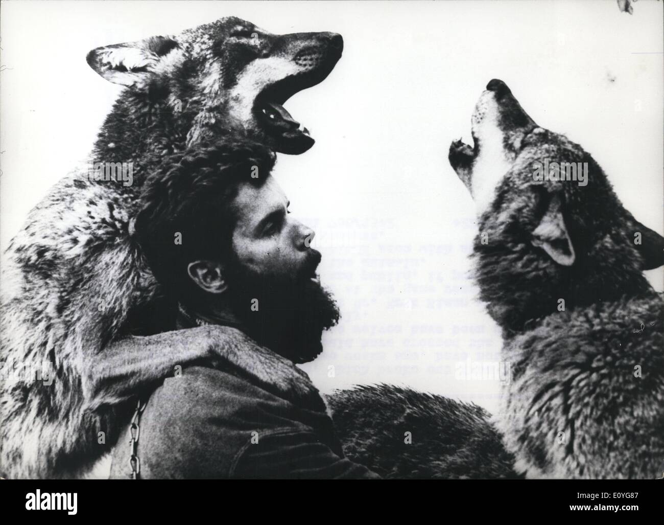 Jan. 1, 1970 - Wolves which escaped from the Bavarian game reserve have not been fouond yet: The six young wolves, which broke out from the Bavarian game reserve two weeks ago, have not yet been found. Some of them could have crossed the boarder to Czecfhoslovakia, since worlves have been seen roaming aound there recently. The renowed psychologist Dr. Erik Zimen who studies the behaviour of Wolves at the game reserve, has entreated to the police and public, if possible to avoid the shooting of this animals. Photo shows Dr. Eric Zimen with some wolves at teh Bavarian game reserve Stock Photo