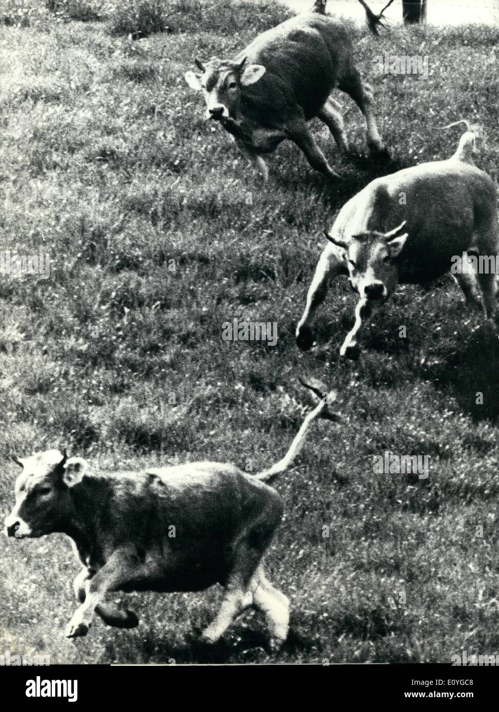 Cow Springing Apr. 04, 1970 - Jumping in the Spring: Finally, so it seems at least ...