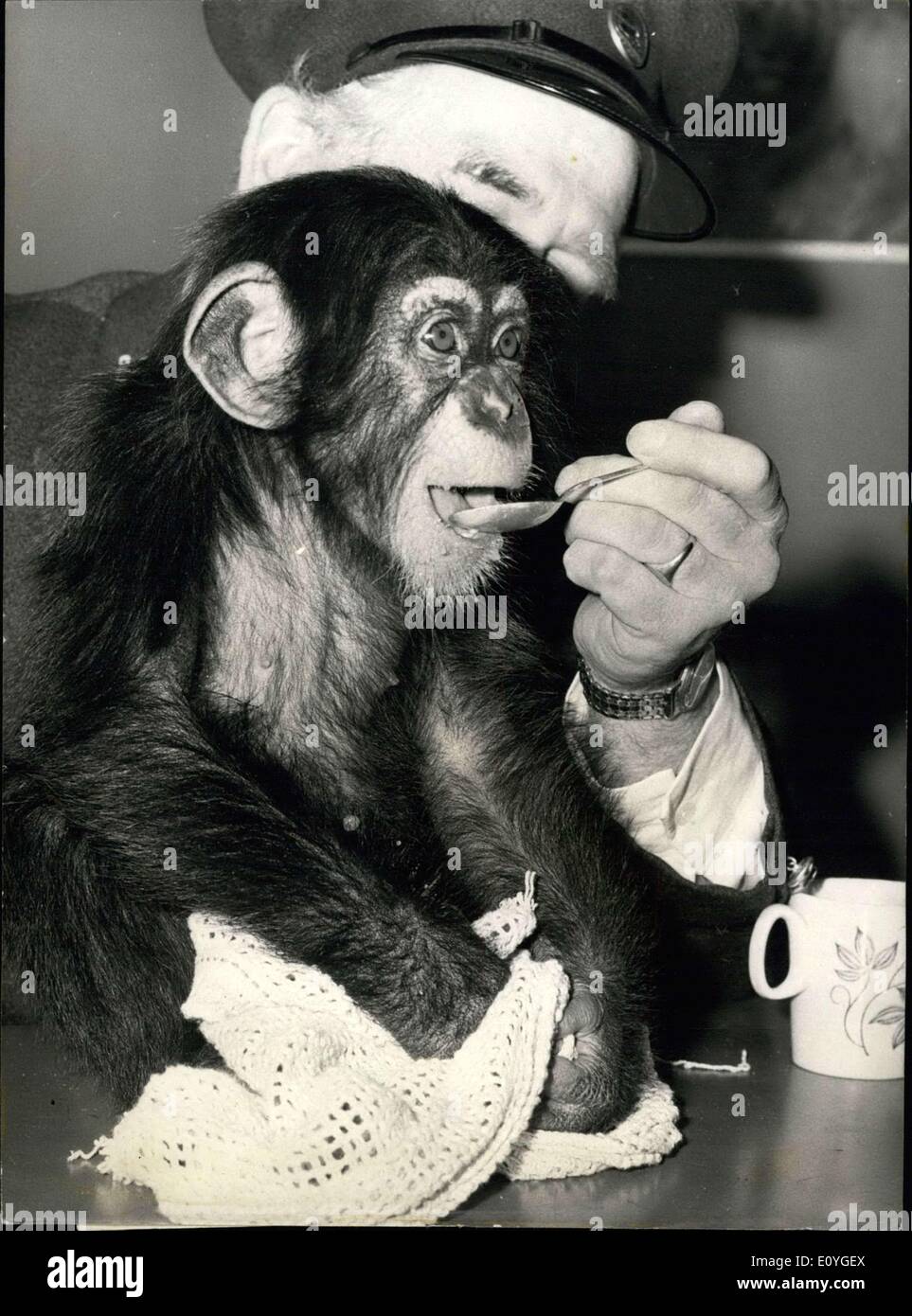 Apr. 08, 1970 - Cameron the Chimpanzee meets his public.: 'Cameron' the chimpanzee, meets his public for the first time today at the London zoo. Deserted by his mother Fifi, on the day he was born, seven-months old Cameron was hand-reared by Mrs. Patricia Brambell, wife of the Curator of Mammals. For three months he shared the family life of the Brambell household, having four-hourly feeds like any human baby. At three months Cameron went to nursery school, in the Monkey House where also being looked after by the Monkey House Keepers Stock Photo