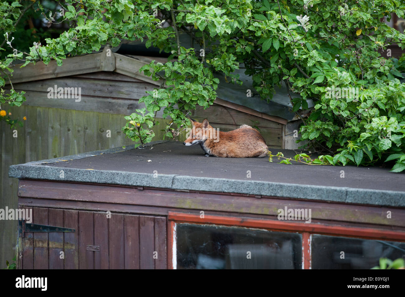 An urban fox rests on top of a garden shed in North London. Stock Photo