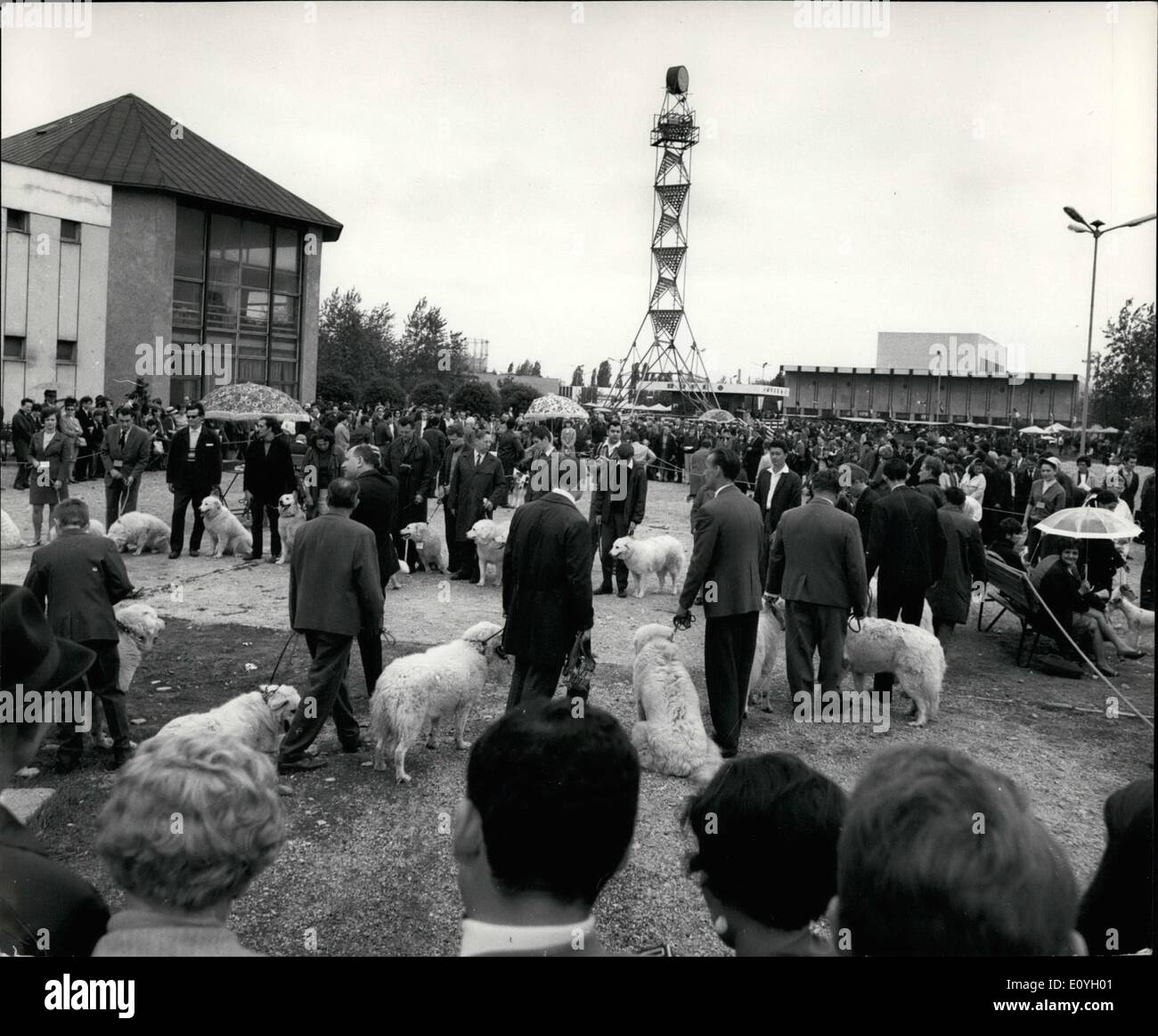 May 05, 1970 - International Dog Show in Budapest: The largest international dog show in Europe was held in Budapest on May 9 and 10 on the Agricultural Fairground. During the two day show 2,404 dogs of 80 breeds were judged. The owners of Hungarian ''Invasz'' dogs lining up with their pets for judging. Stock Photo