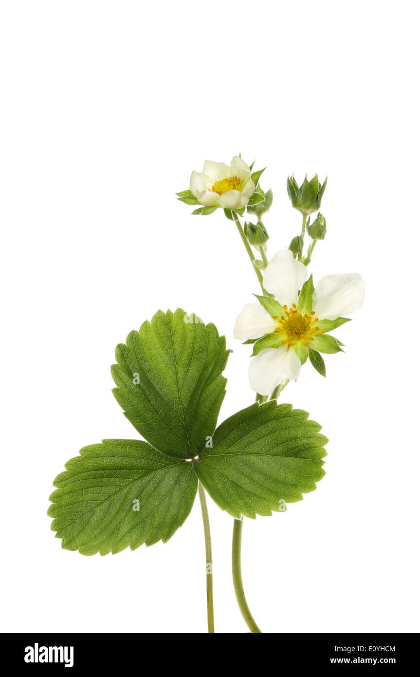 Garden strawberry flowers and leaves isolated against white Stock Photo ...