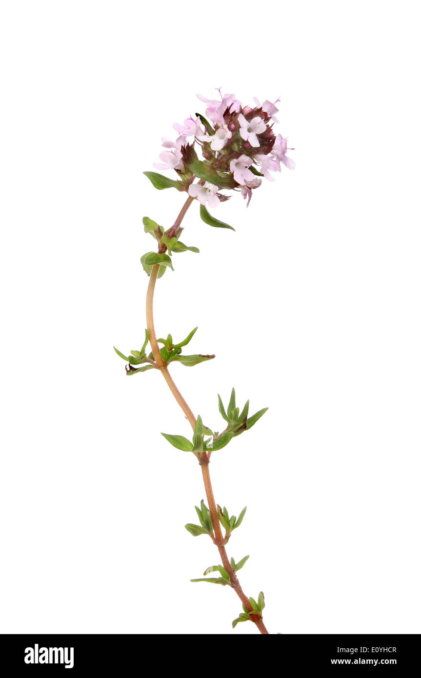 Thyme flower hires stock photography and images Alamy