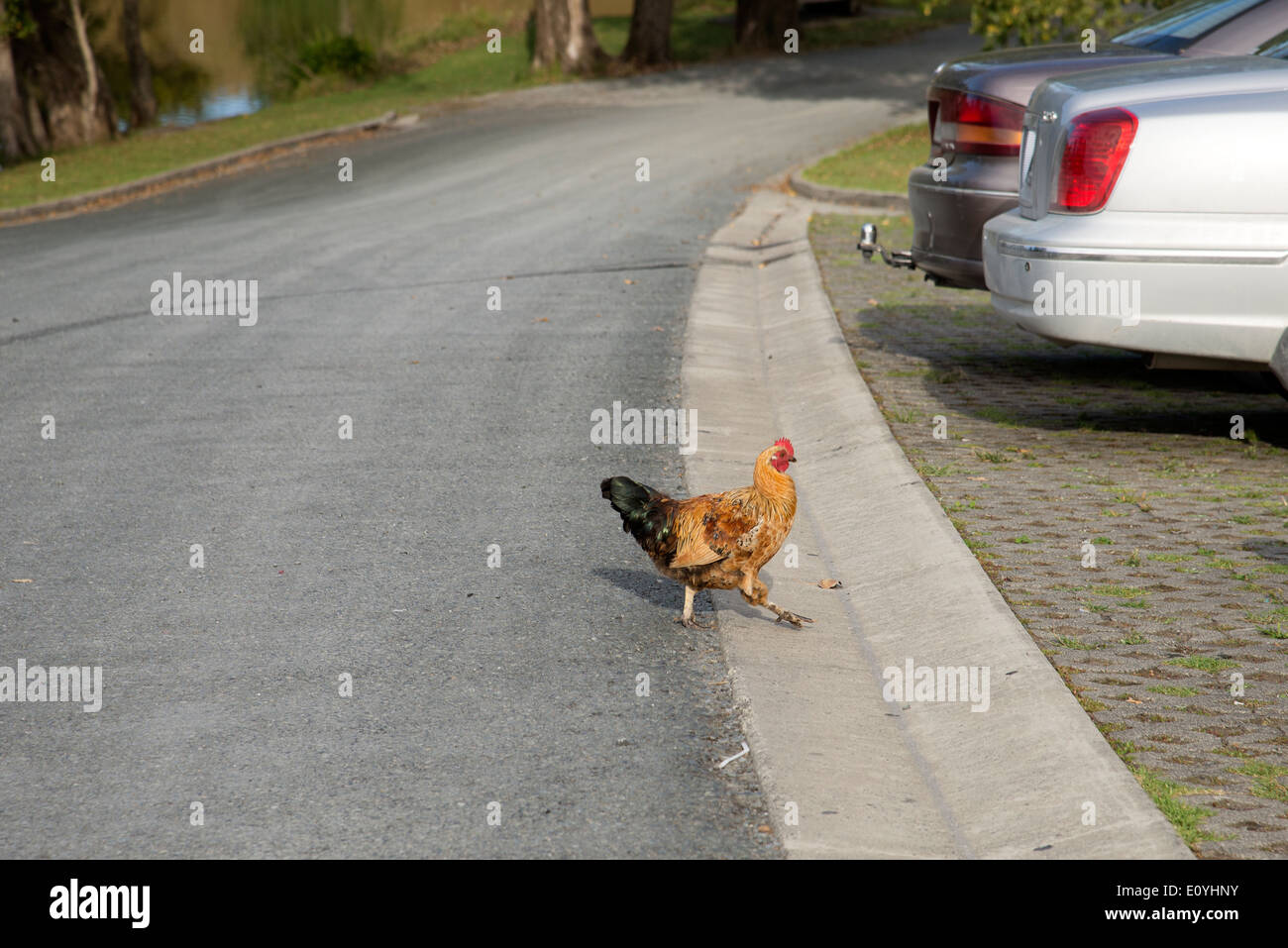 Chicken crossing a road. Why did the chicken cross the road ? Stock Photo