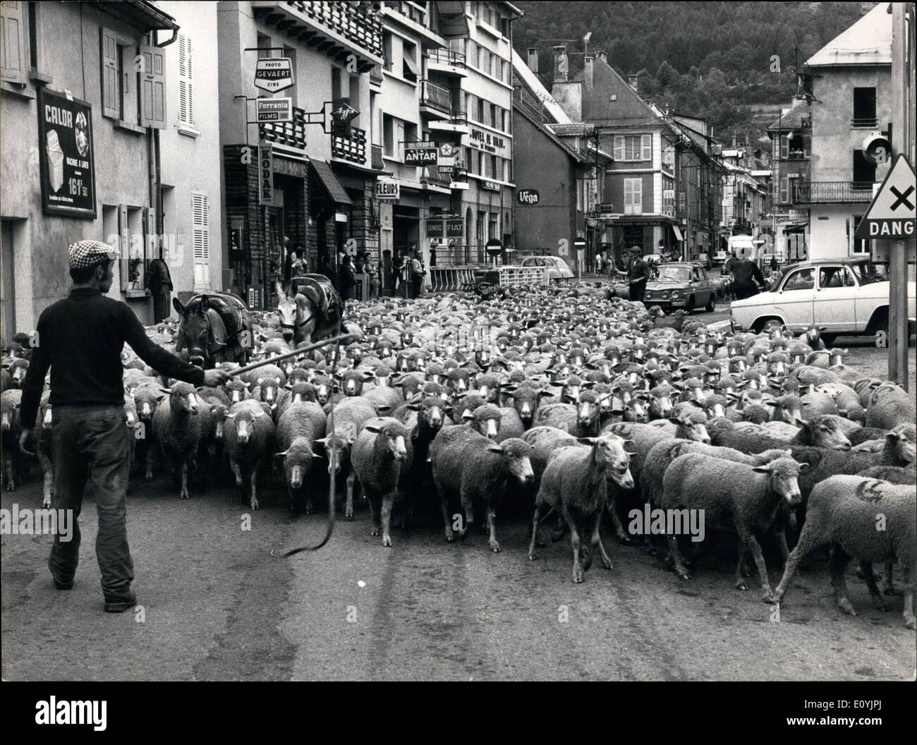 Jul. 16, 1970 - Flock Sheep Headed Toward High Mountain Pastures Stock Photo