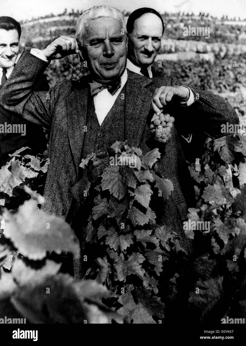 Actor Charlie Chaplin picking grapes Stock Photo