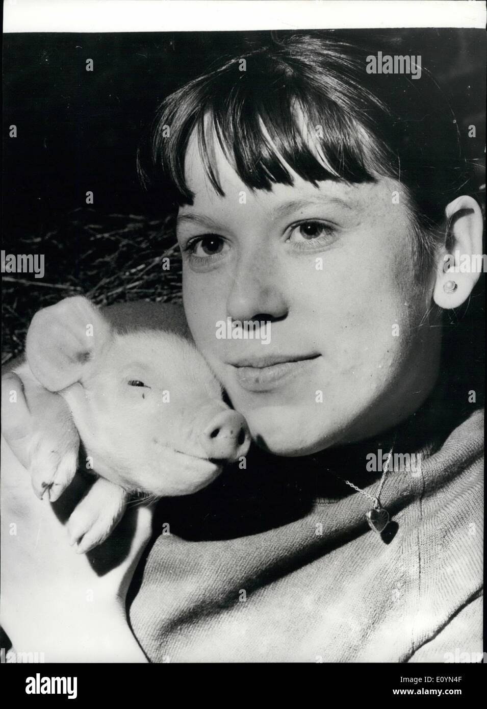 Nov. 11, 1970 - Student Nurse deals with her first emergency give kiss to life to four pigs: Pretty 19 year old student nurse, Hazel Cruddace, dealt with her first emergency when she gave the kiss of life to four pigs. Her emergency ward was the pigsty in her own back yard. And the drama started when her mother's sow, Susie, gave birth to four piglets which were not breathing. For almost half an hour Hazel, a student nurse for three months, administered the kiss of life to the piglets and three recovered Stock Photo