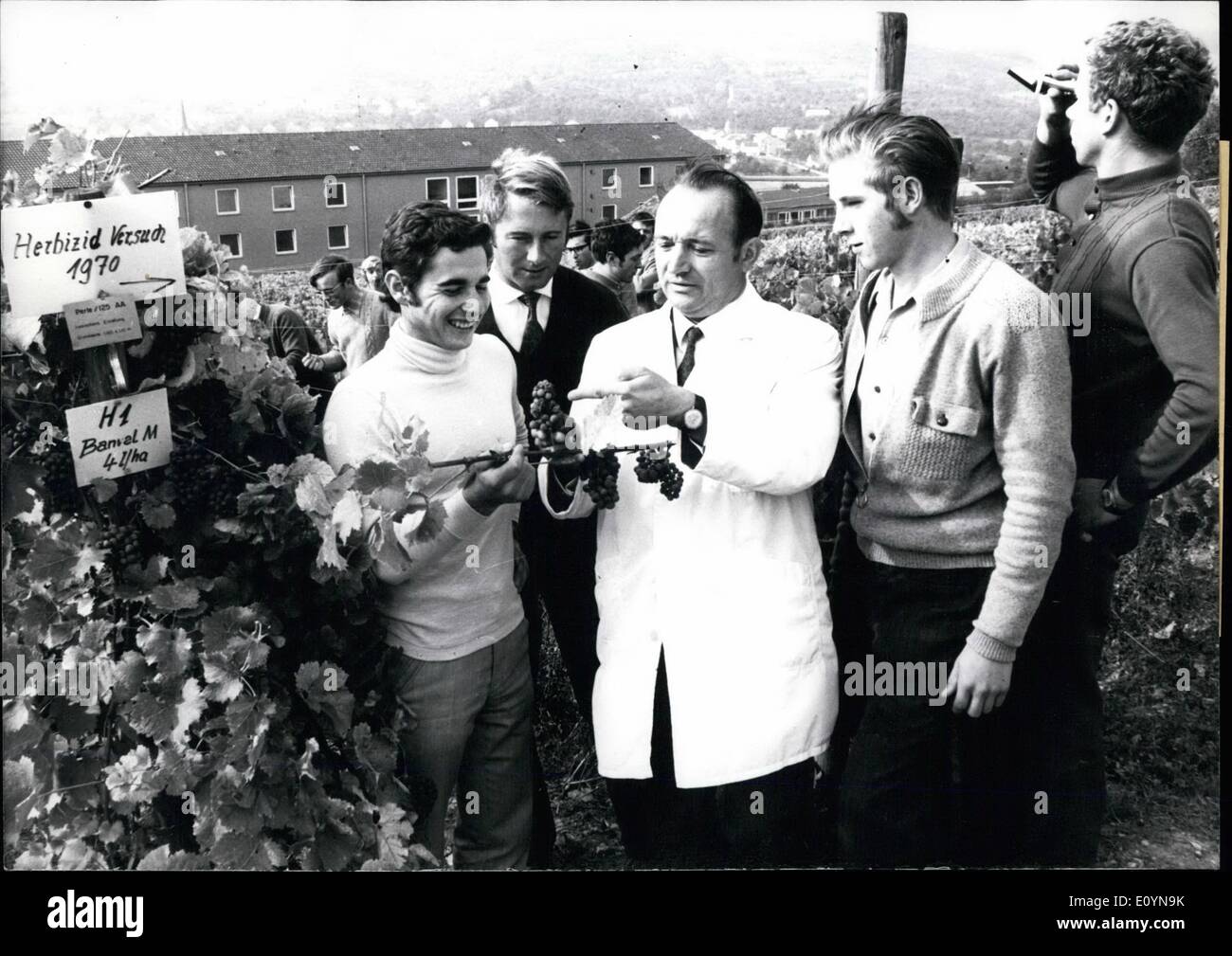 Nov. 11, 1970 - The vintage has started and as the picture shows young vine-dressers from Franken (Germany) are instructed practically directly on the vineyard. The Bavarian national school for wins and fruit growing and horticulture Wurzburg Veitshochheim is a center for progressive wine growing and is internationally known. There the pupils thoroughly prepared for their future profession, in theory and in practise Stock Photo