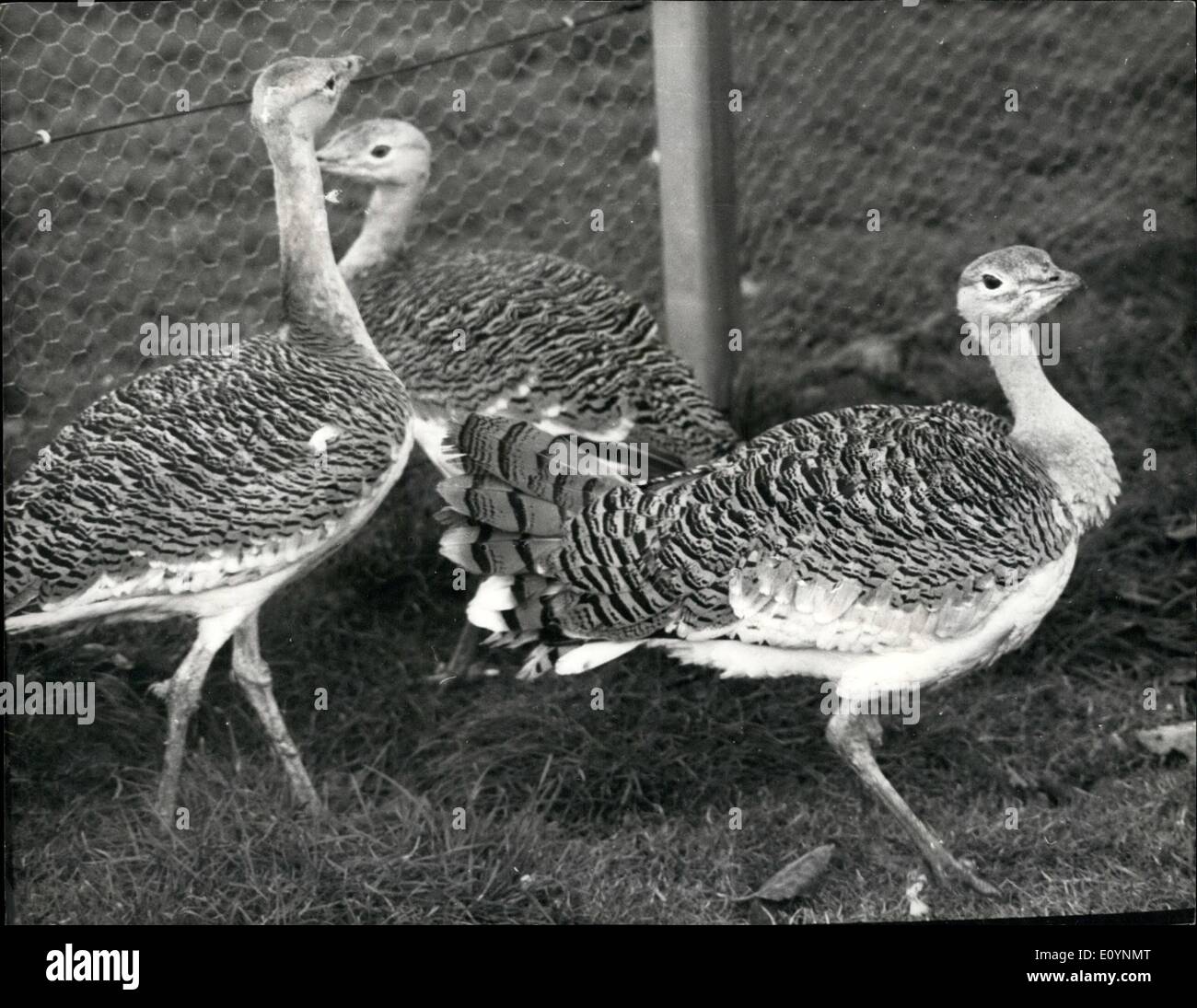 Dec. 12, 1970 - Great bustard returns after 150 years. The great bustard, a bird an large as a Turkey and one of the retest in Europe, is to be reintroduced into Britain as a breeding bird. Mr. Christopher Marler, who runs a private zoo at Weston Underwood, Bucks, has imported two male and four female great bustards from Portugal and the birds will be released on a leased 10-acre site on Salisbury plain in the spring. the site will be surrounded by an eight-foot wire fence, and it is hoped that the birds will nature and breed there withing three years Stock Photo