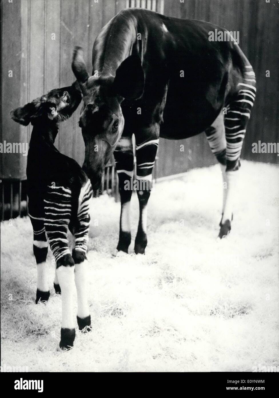 Jan. 01, 1971 - An Okapi baby in the Basel Zoo : A happy and very rare event in the zoological garden in Basel, when last week Okapi-mother ''Pallas'' gave birth to a female. Extraordinary not only for the reason that Okapis are very hard to bring up in captivity, but because this young Okapi is the first of the second zoo-generation. Mother and father were born in captivity. Photo shows ''Baby ''Tamu'' and mother ''Pallas''. a few day after the birth. Stock Photo