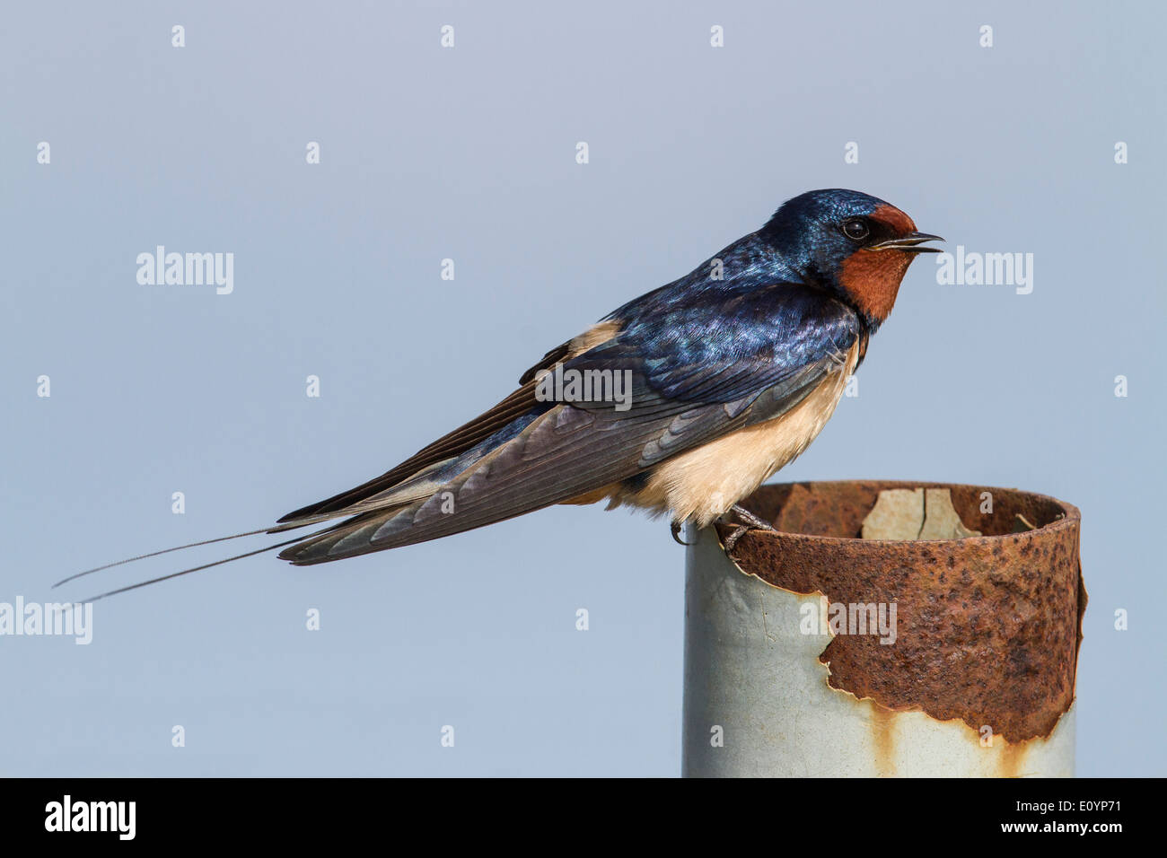 Male Barn Swallow Singing On Perch Cambridgeshire Stock Photo