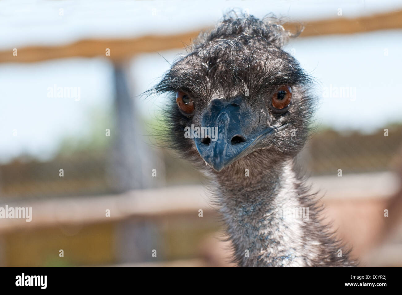 Portrait of an Emu at a Zoo Stock Photo