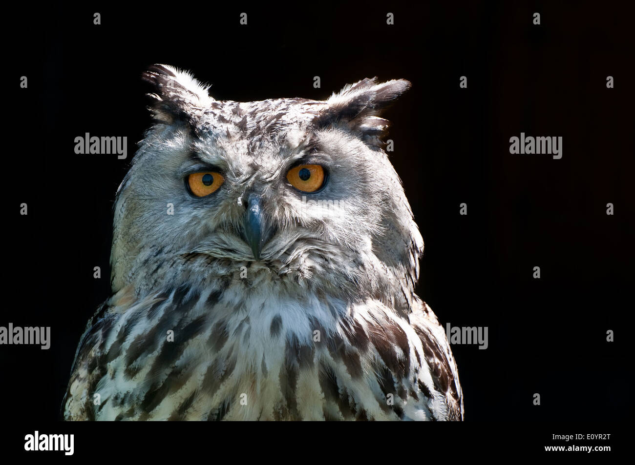 Eagle owl (Bubo bubo) portrait on dark background Stock Photo
