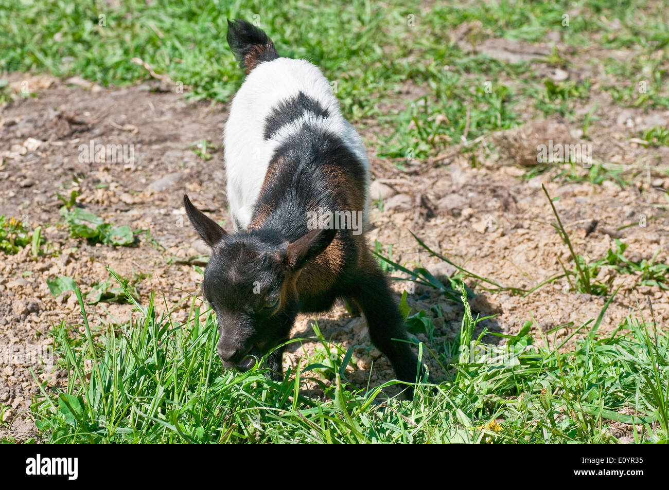 Baby goat standing in a grass field Stock Photo