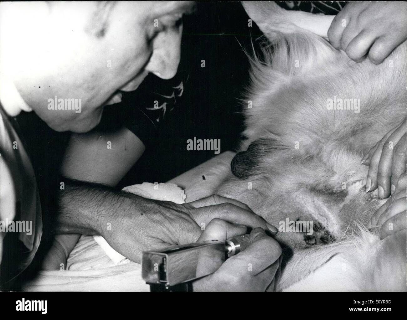 Mar. 03, 1971 - Tattooing of Domestic Animals in Vienna: Since some time domestic animals, mainly cats and dogs, are provided with numbers. Dr. Konig, chairman of the ''league against cruelty to animals and abuse of experiments on animals'' explained that with these tattooed numbers one wants particularly to take measures against dog-catchers, for not every institute will buy dogs with numbers. Meanwhile 105 Austrian veterinary surgeons have been provided with a tattooing machine which tattoos the letter of the respective country, e.g Stock Photo