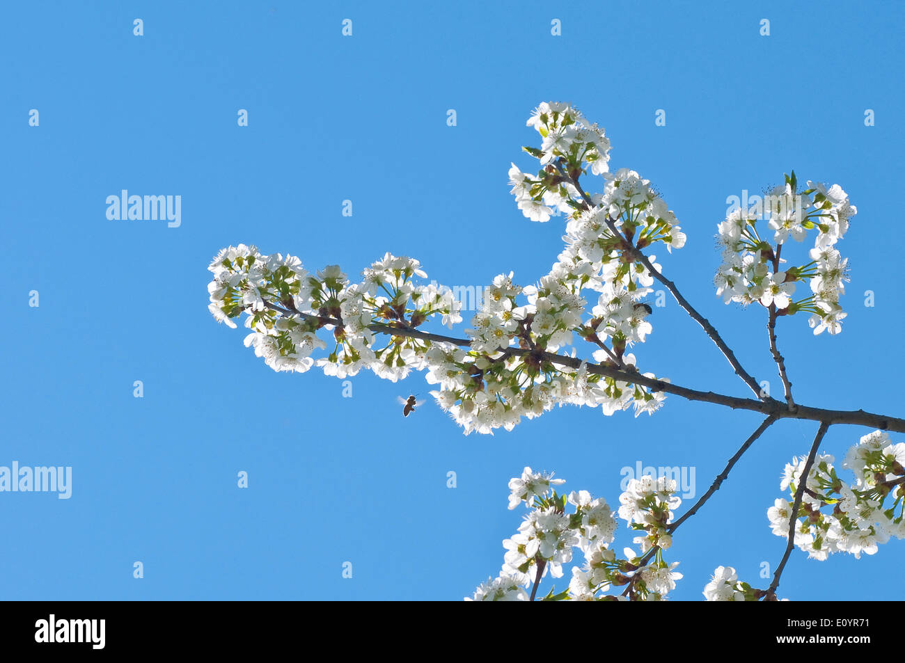 Flowering of cherry-tree on blue sky background Stock Photo - Alamy