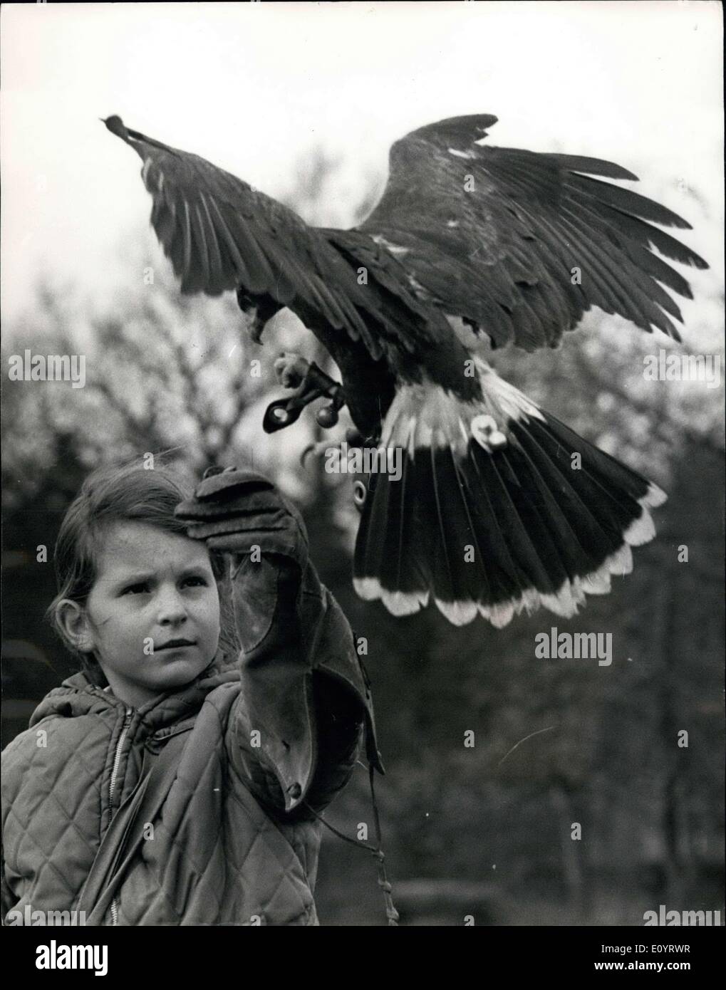Apr. 28, 1971 - The Hawk flies from Gauntlet to Windswept heights: One girl who believes in having a bird in the hand is 9 year Stock Photo