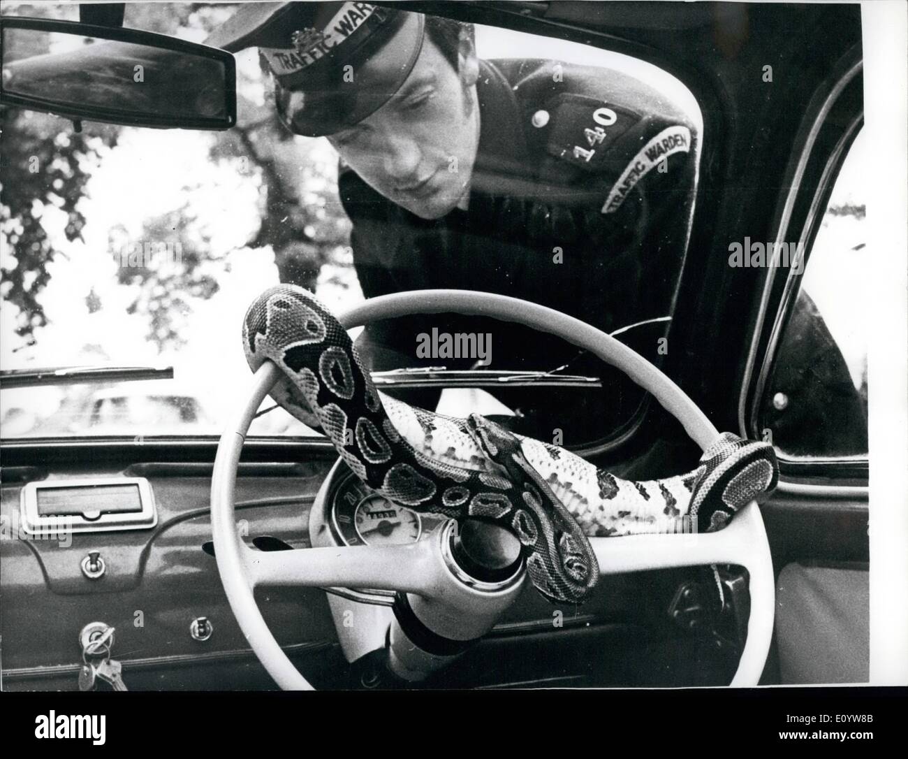 Jul. 07, 1971 - Surprise for a traffic warden. Traffic wardens get a surprise when they look into Mr. Barry Hawes car, because if he goes into a shop his anti-theft device takes up her position around the steering wheel of his car, and wards off anyone who is looking for easy pickings, because Barry's anti-thief device is a 4-year-old car body engineer at Exeter said: Tina loves to ride in the family car, when I go to work I leave her at home ion case the temperature drops too low. If the weather's fine we usually take her with us Stock Photo