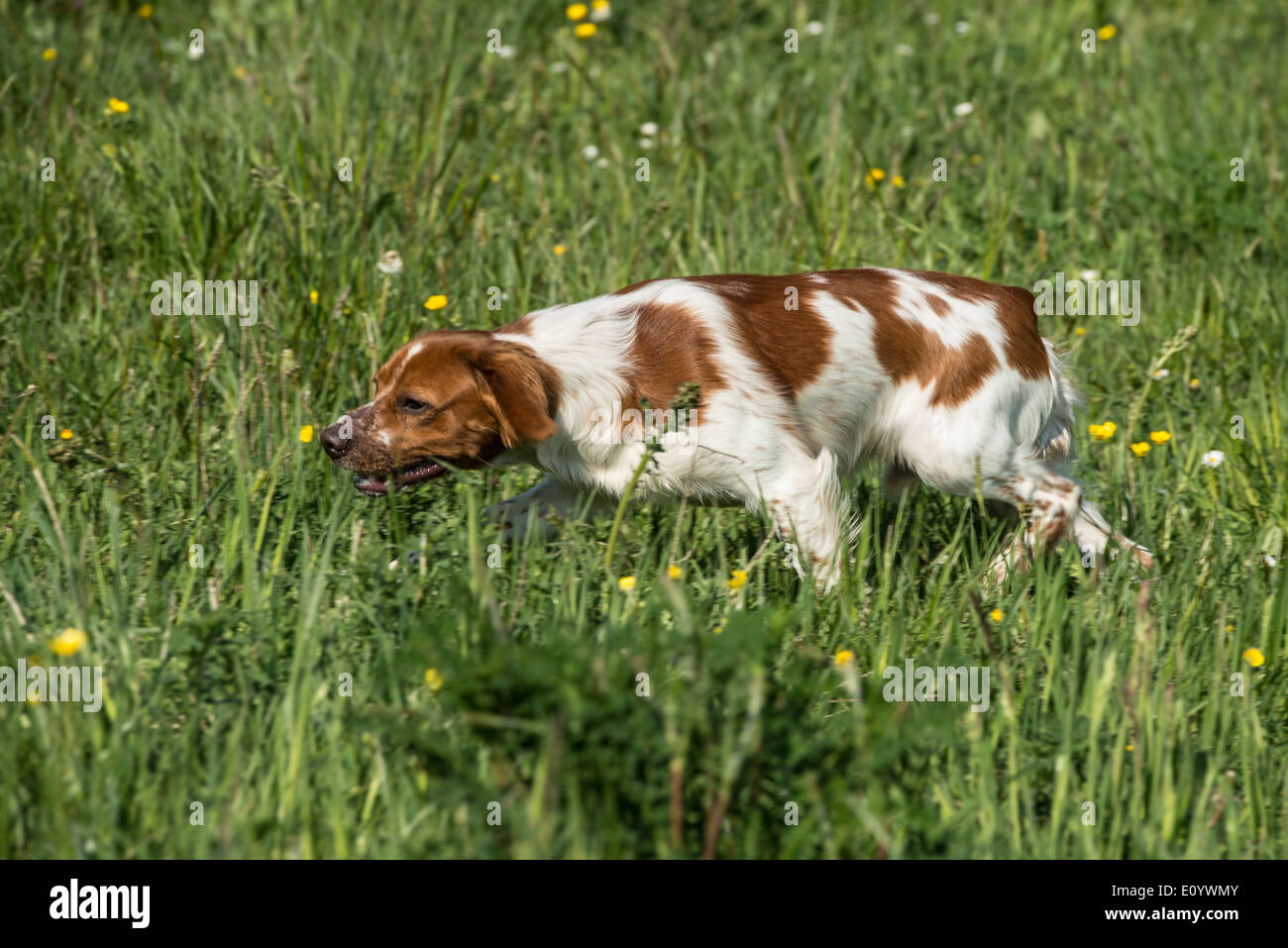 Brittany Spaniel, also known as Epagneul Breton or American Brittany