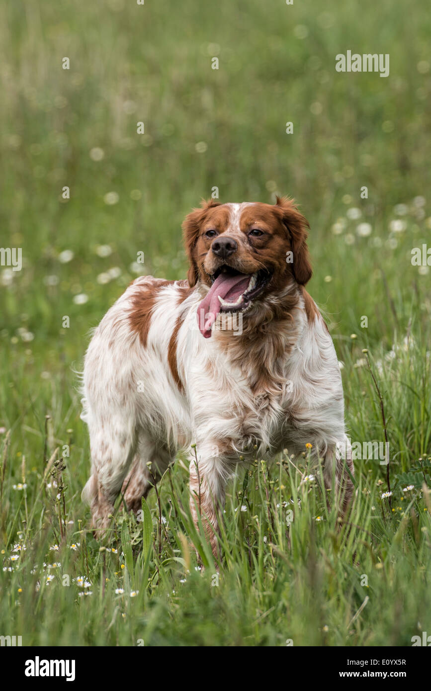Brittany Spaniel Also Known As Epagneul Breton Or American Brittany Stock Photo Alamy
