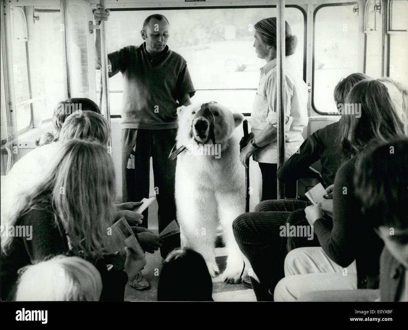 Sep. 09, 1971 - A Polar bear rides the bus in Schaffhausen ...
