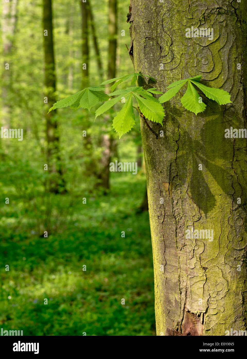 Green tree leaves forest woods hi-res stock photography and images - Alamy