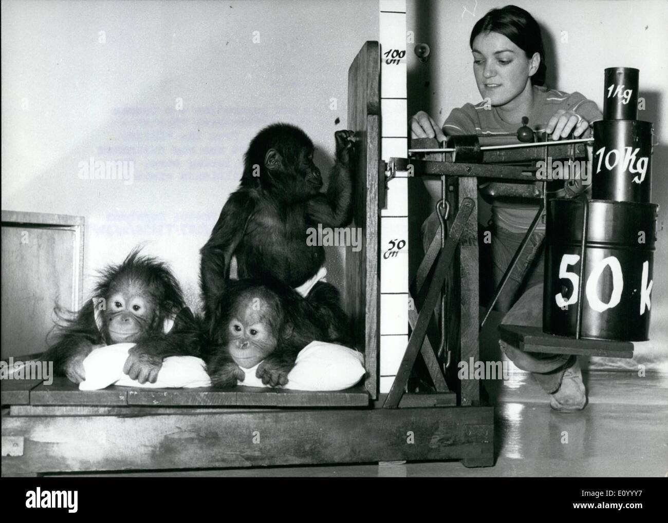 Dec. 12, 1971 - Frankfurt Zoo Takes Inventory: The total weight of this new generation - a couple of Orang-Outang babies and gorilla-girl '' Dorle'' - is over lo stones! Nurse Birgit from the ''Children's department'' of the Frankfurt zoo was delighted to see the tangible result of her loving care. The zoo recently admitted its three millionth visitor this season! Stock Photo