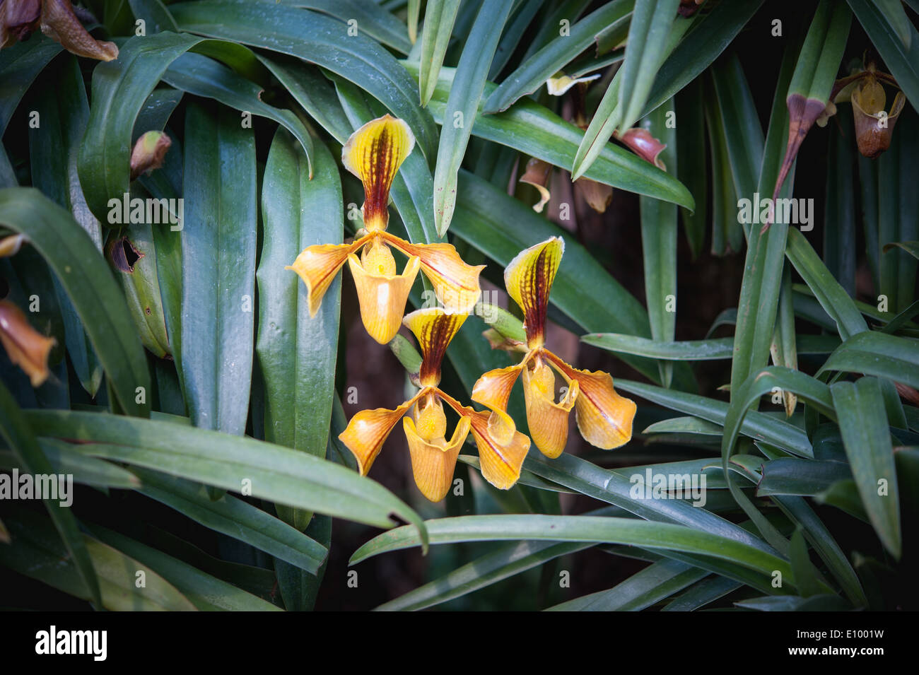 Lady’s Slipper or paphiopedilum villosum wild orchid in Thailand Stock Photo
