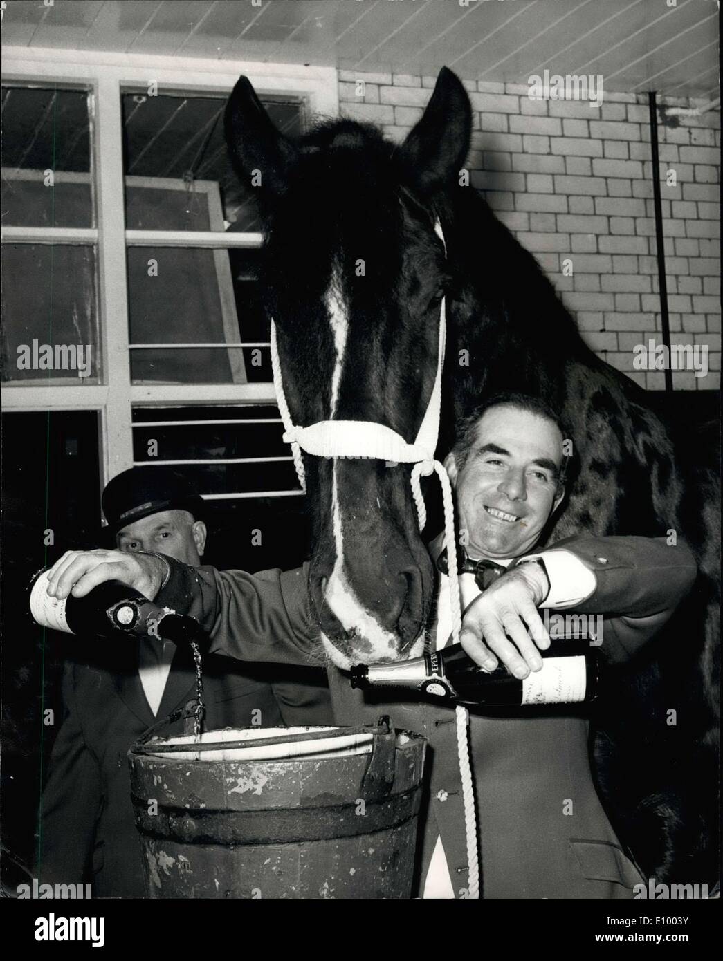 Jan. 01, 1972 - Head horse-keeper fo a young's brewery awarded the B.E.M celebrates a double event - he is 50 today.: Harry Ranson, head Horse-Keeper of Young's brewery in Wandsworth, had a right riyal champagne party at the stables today - for two reasons: It is in his 50th birthday and he was awarded the British Empire Medal in the queens Birthday Honours, published today. And because all horses have their ages calculated from left to 1st. January each year, it was the 'birthday' too, for the 24 Shire horses at Young' Brewery Stock Photo