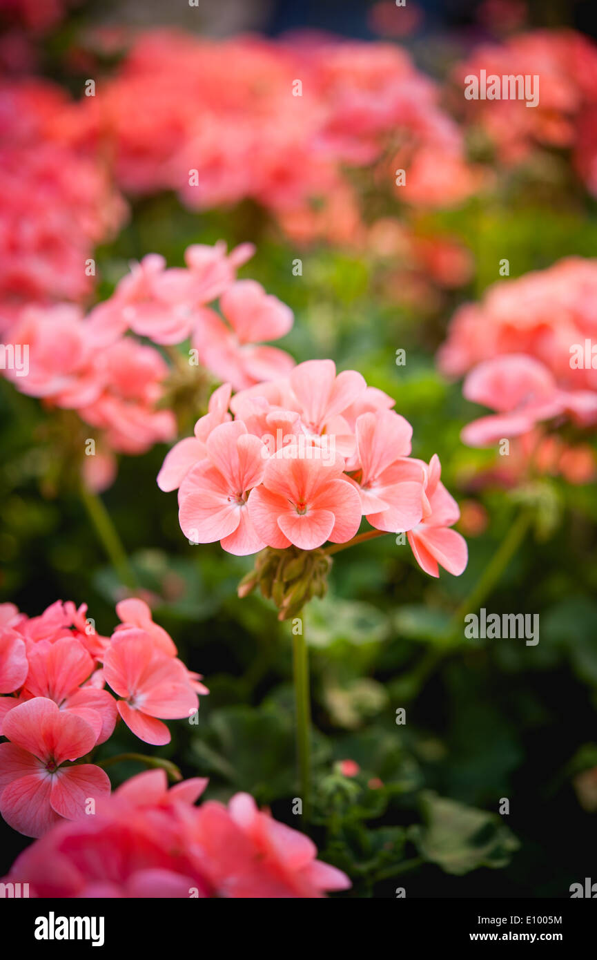 verbena or Pink petunia flowers at Doi angkhang mountain chiang mai thailand Stock Photo