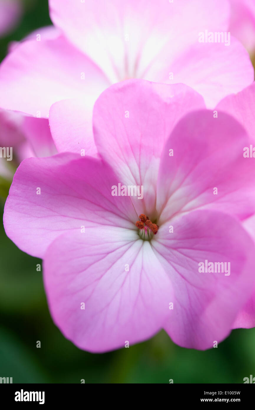 verbena or Pink petunia flowers at Doi angkhang mountain chiang mai thailand Stock Photo