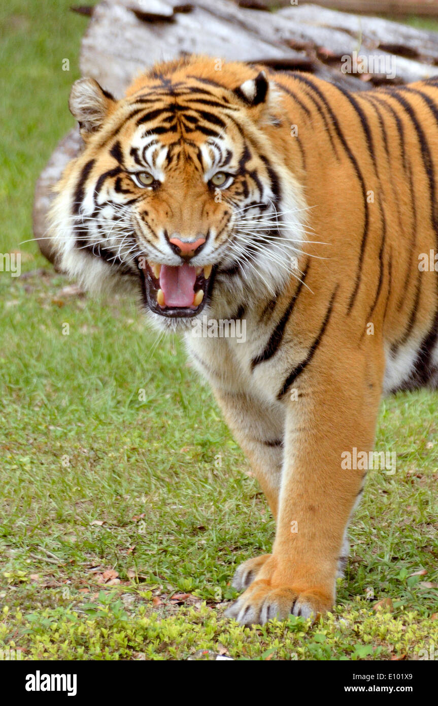 A frowling Bengal Tiger. Stock Photo