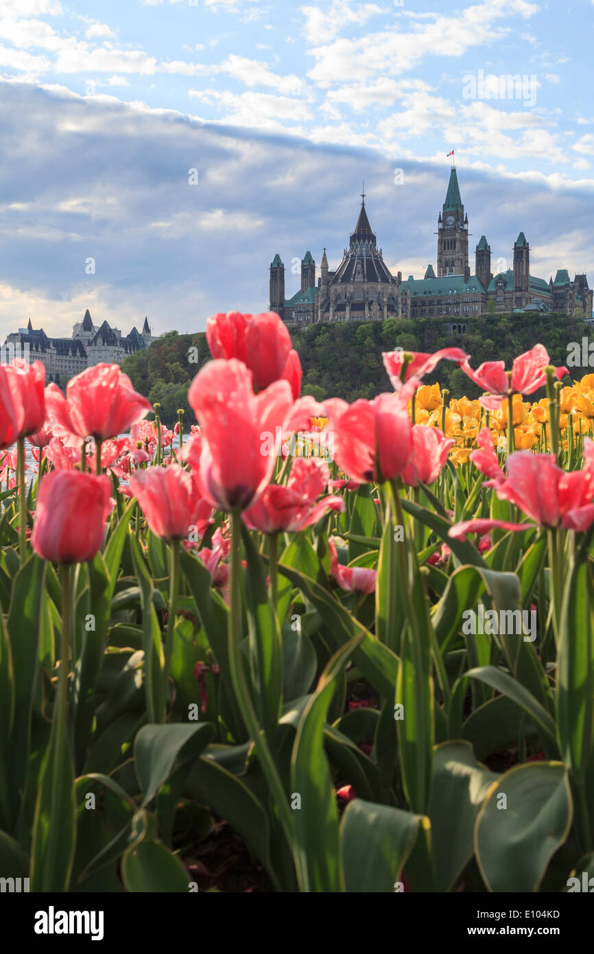 Ottawa Tulip Festival with Parliament Hill in the background Stock Photo