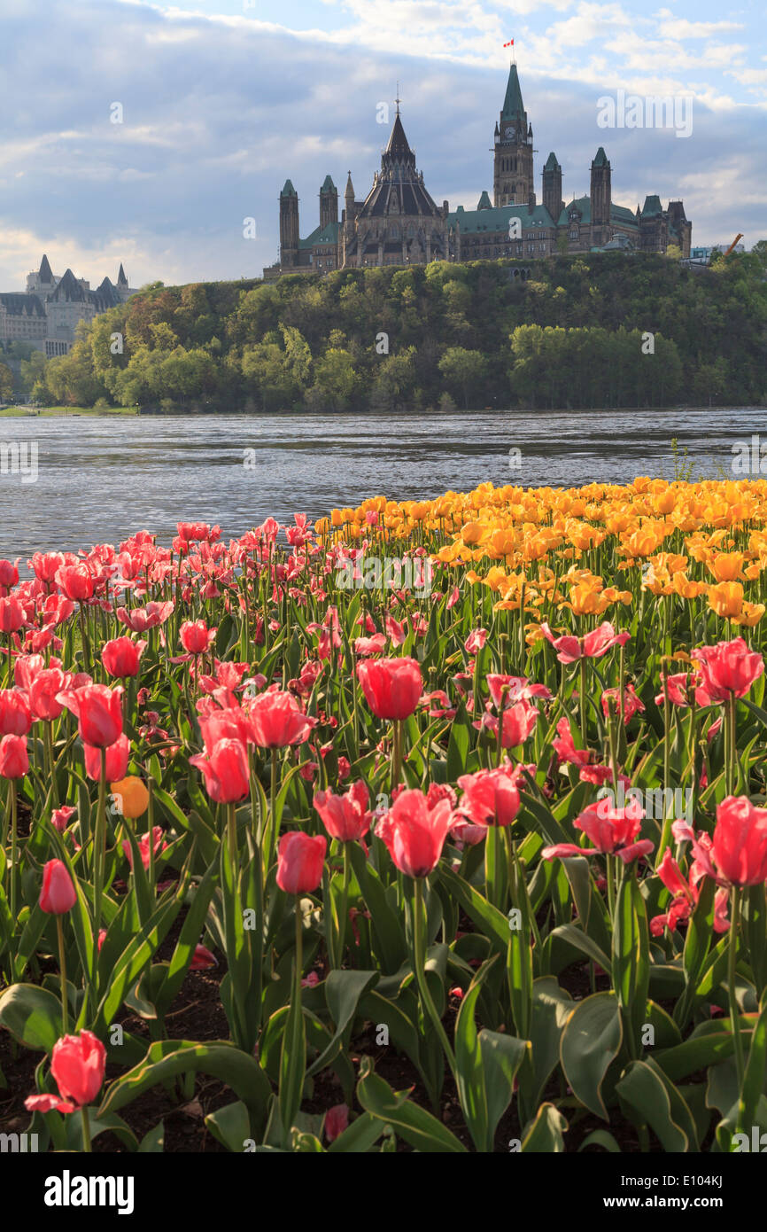 Ottawa Tulip Festival with Parliament Hill in the background Stock Photo