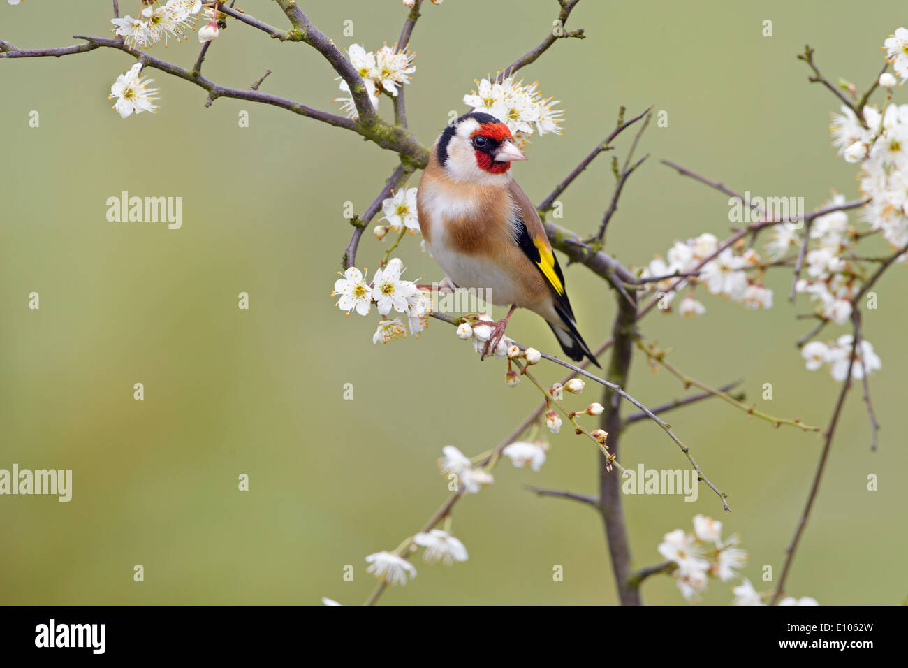 Goldfinch Carduelis carduelis on Spring blackthorn Prunus spinosa, Blossom Stock Photo