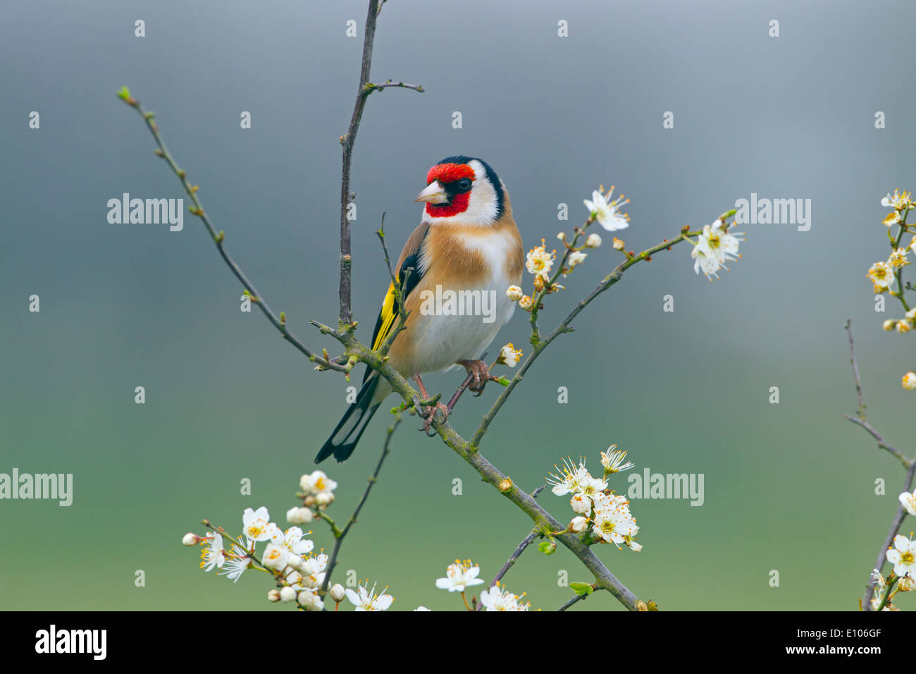 Goldfinch Carduelis carduelis on Spring blackthorn Prunus spinosa, Blossom Stock Photo