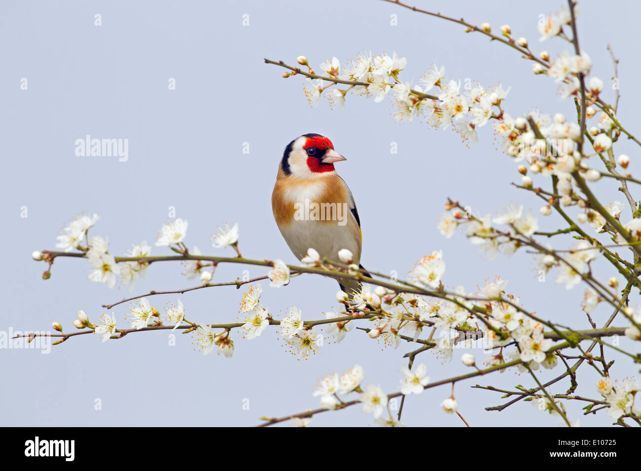 Goldfinch Carduelis carduelis on Spring blackthorn Prunus spinosa, Blossom Stock Photo